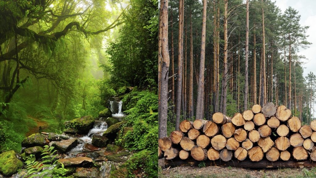 Samenleving en organisaties lijken meer op een natuurlijk bos dan op een productie-plantate